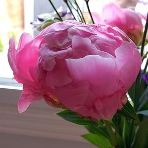 Meet your Posher, Jodi